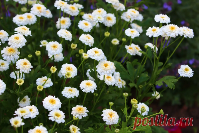 Заменяем бархатцы на более полезные растения, которые прекрасно борются со многими болезнями и вредителями овощей | САД | Дзен