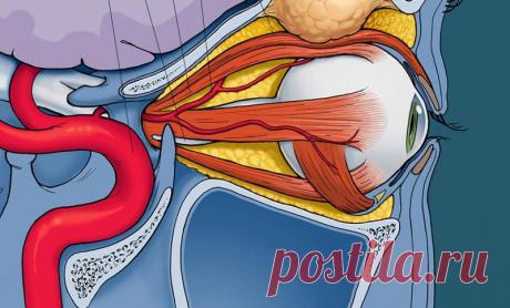 С гимнастикой БЕЙТСА, вы вернете себе идеальное зрение! Как быстро восстановить зрение: Комплекс упражнений глазной гимнастики БЕЙТСА.