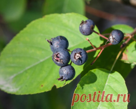 Поговорим об ирге