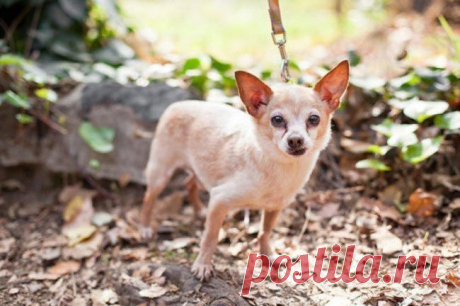 11 причин взять из приюта взрослую собаку вместо щенка / Питомцы