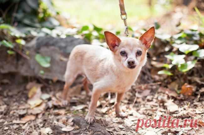 11 причин взять из приюта взрослую собаку вместо щенка / Питомцы