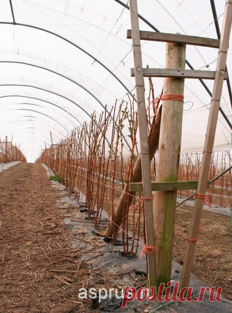 ВЫРАЩИВАНИЕ РЕМОНТАНТНОЙ МАЛИНЫ | Результаты поиска | АППЯПМ