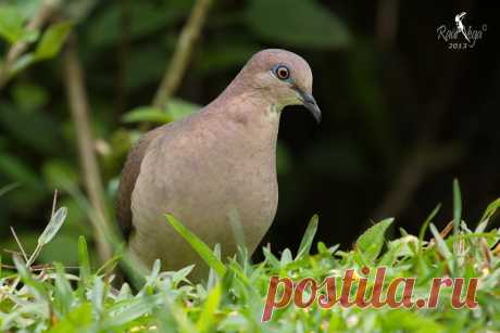 Сем. Голубиные (Columbidae)
Малая белолобая лептотила (Leptotila verreauxi)