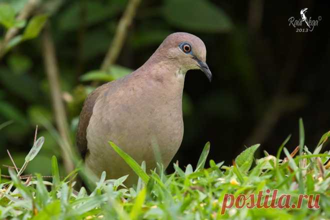 Сем. Голубиные (Columbidae)
Малая белолобая лептотила (Leptotila verreauxi)