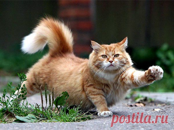(+1) тема - Кошачьи повадки | НАУКА И ЖИЗНЬ