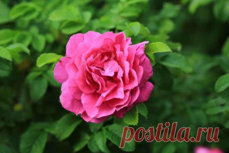 Канадские розы — находка для холодных регионов. 5 шикарных сортов | Азбука огородника | Яндекс Дзен