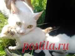 ПОДАРЮ котят от красивой, умной , белой кошечки,отличная мышеловка.