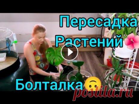 #пересадка #пересадкарастений #растения #сажать #сажаем #комнатныерастения #комнатныецветы #болталка #вгостяхуолёнки...