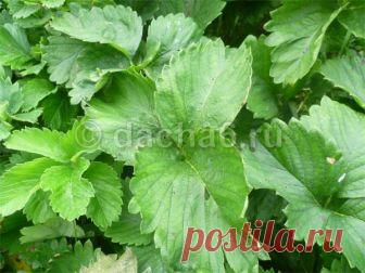 Чем подкормить клубнику в августе после обрезки