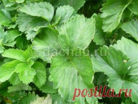 Чем подкормить клубнику в августе после обрезки