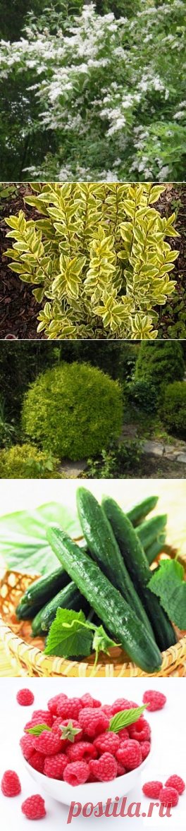 Бирючина - сорта и виды | Образцовая Усадьба