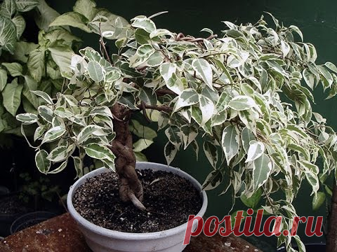 Фикус Бенджамина. Уход в домашних условиях
