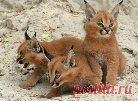 Мой Мир@Mail.Ru