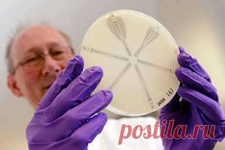 Неуязвимые для любых антибиотиков бактерии начали распространяться по планете | Наука и техника