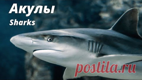 Тест Акулы. Хорошо ли ты знаешь акул? Игра-викторина для детей, школьников и взрослых
