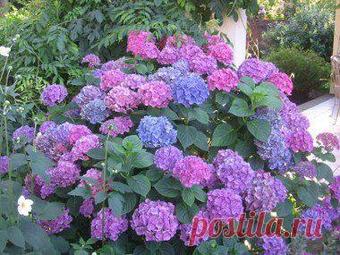 ЦВЕТЫ НА ДАЧЕ