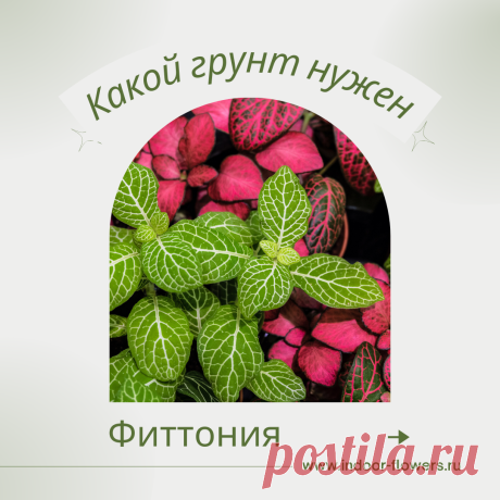 Фиттония. Какой грунт нужен? Интересуетесь Фиттония. Какой грунт нужен? ? Узнайте о разнообразных представителях этого вида, их уникальных особенностях и преимуществах. Получите полезные советы по уходу за Фиттония. Какой грунт нужен? в домашних условиях, включая требования к освещению, поливу, температуре и влажности.