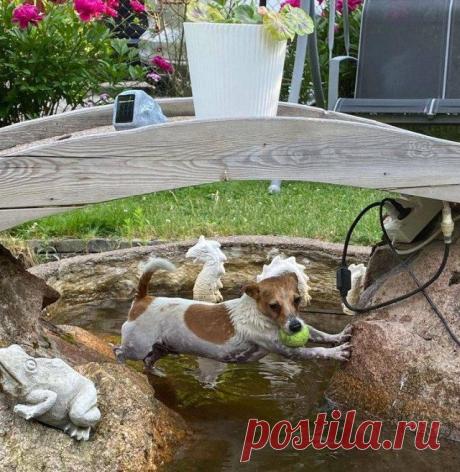 17 домашних животных в неловкой ситуации / Питомцы