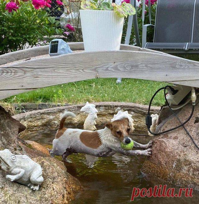 17 домашних животных в неловкой ситуации / Питомцы