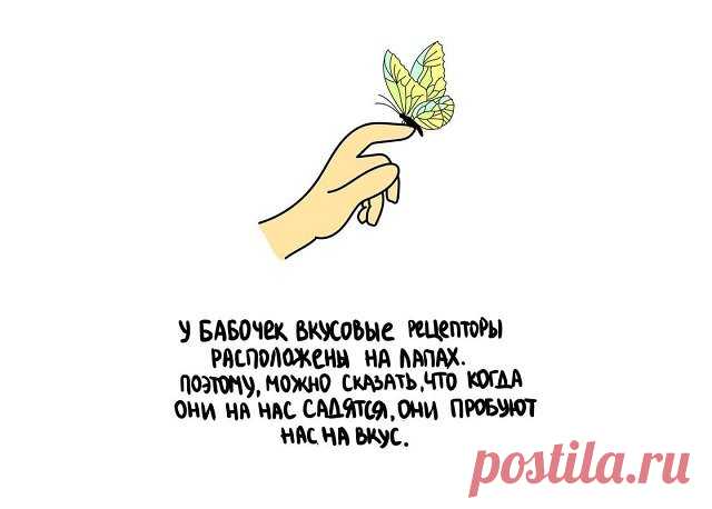 Короткие интересные факты обо всём на свете