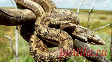 Узорчатый полоз - кубанская гремучая змея
