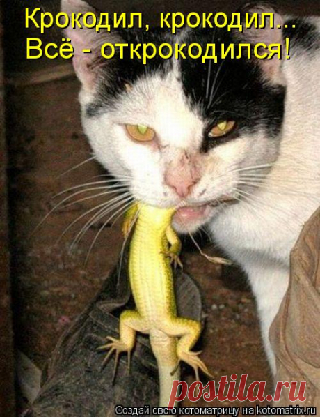 Большая свежая котоматрица для любителей котэ