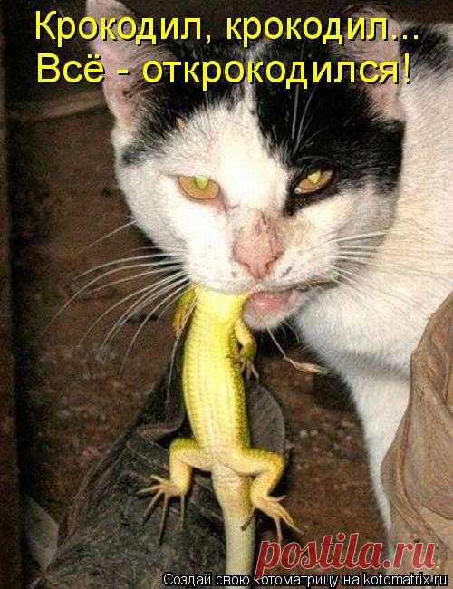 Большая свежая котоматрица для любителей котэ