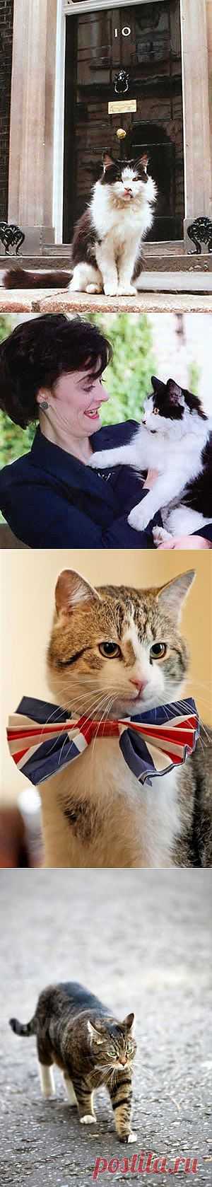 Английские мышеловы / Питомцы