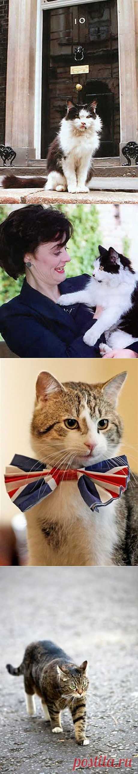 Английские мышеловы / Питомцы