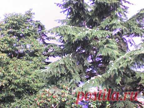 в краю магнолий