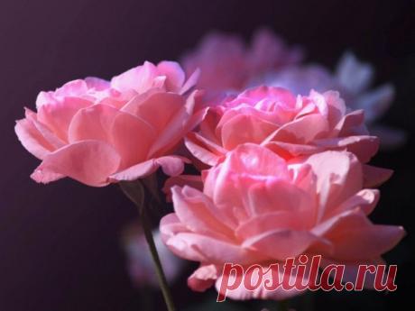 The soul of nature | Душа природы