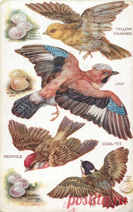 YELLOW HAMMER, JAY, COAL-TIT, REDPOLE & their eggs - TuckDB Postcards