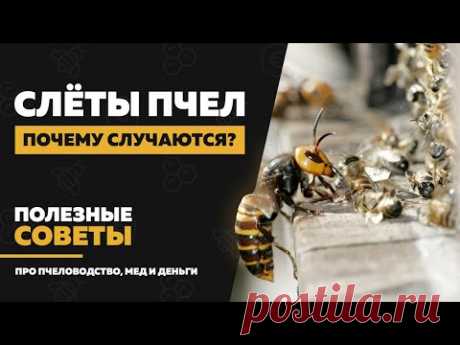 Слет пчел — 10 причин, почему слетают пчелы осенью и весной