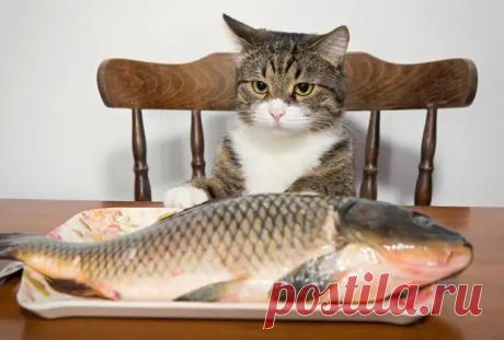 Как правильно кормить кошку - советы специалиста - ЖЕНСКИЙ МИР - медиаплатформа МирТесен