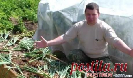 Выращивание лука в домашних условиях