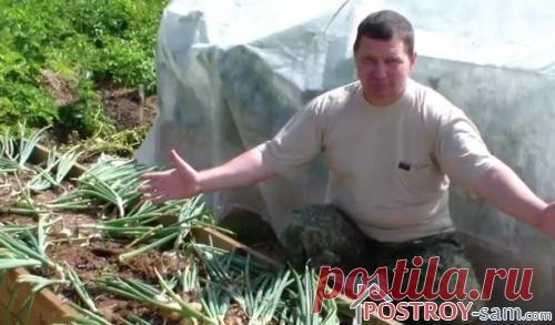 Выращивание лука в домашних условиях