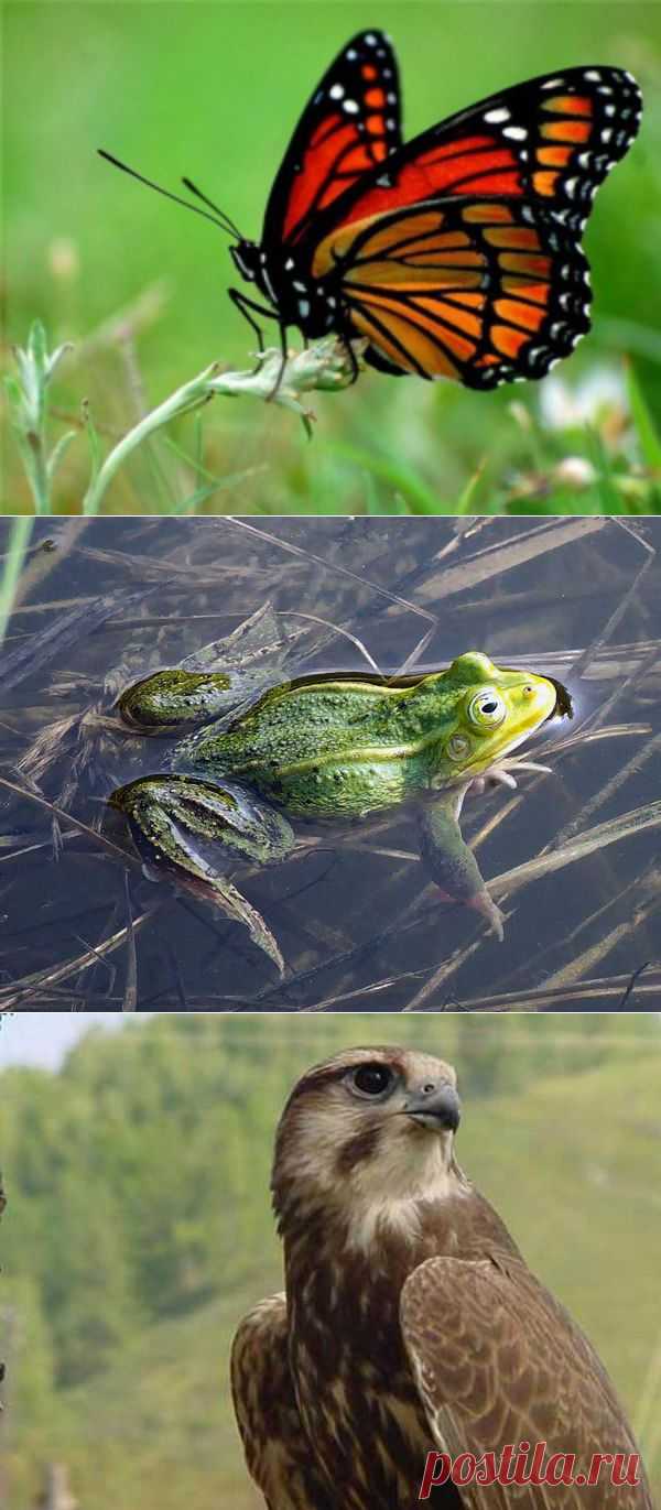 Гороскоп индейцев — Народные приметы