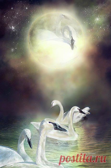 Swan Dreams Mixed Media by Carol Cavalaris - Swan Dreams Fine Art Prints and Posters for Sale