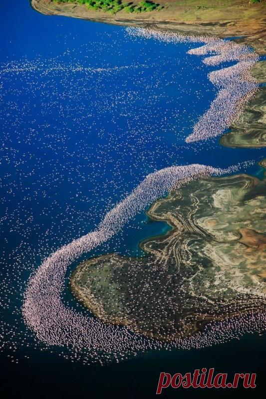 Страна розовых фламинго