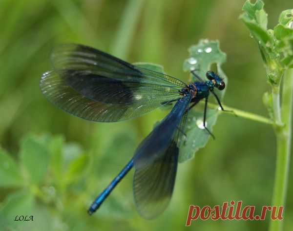 Лето | Фотографии Ксюша Ксюшина | 201 фото