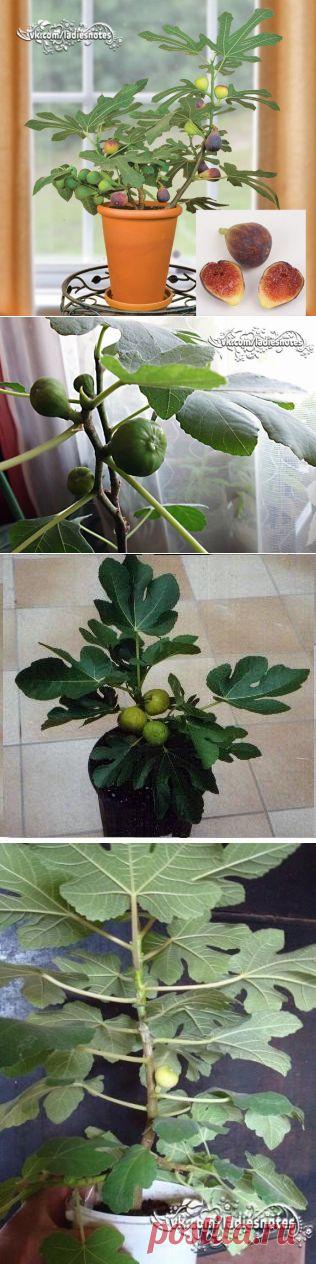 Как вырастить и правильно ухаживать за комнатным инжиром? | Женский журнал