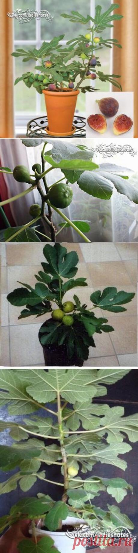 Как вырастить и правильно ухаживать за комнатным инжиром? | Женский журнал