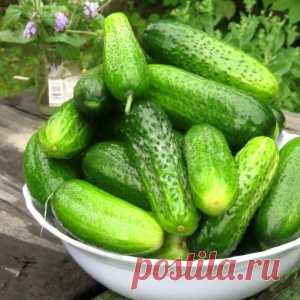 Что делать если вырастают огурцы  - 