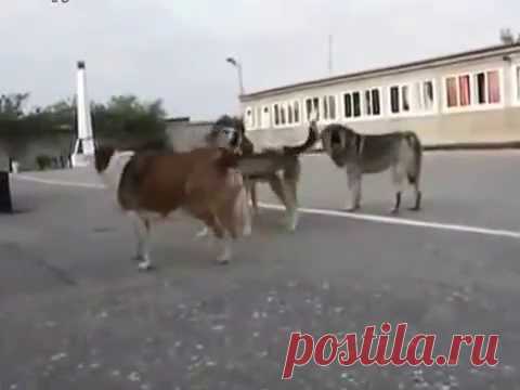 Собаки поют гимн России