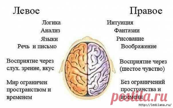 Полезные продукты для мозга