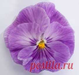 Купить семена Виола крупноцветковая Динамит Лавендер (100 шт). Семена почтой и курьером.