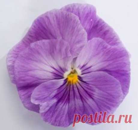 Купить семена Виола крупноцветковая Динамит Лавендер (100 шт). Семена почтой и курьером.