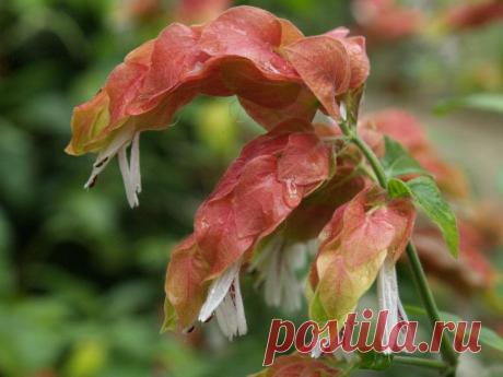 Якобиния - виды, особенности ухода и размножения | GreenHome