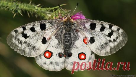 аполлон/ Apollo butterfly (Parnassius apollo).