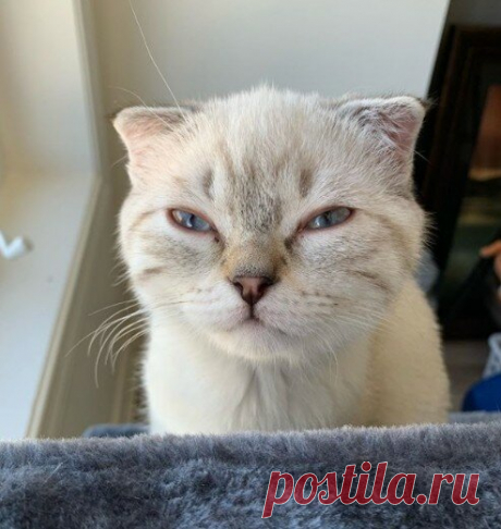 КотоТерапия, часть 2. Забавные котики для хорошего настроения. Улыбитесь! )) | Мечтательная кошка | Яндекс Дзен
